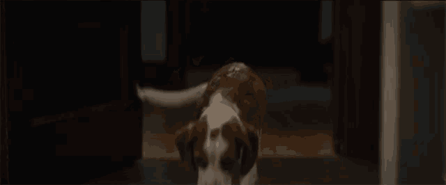 a small brown and white dog with a blue tag on its collar
