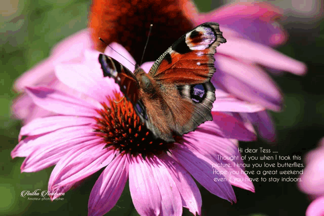 a butterfly is perched on a pink flower with the words hi dear tess written below it