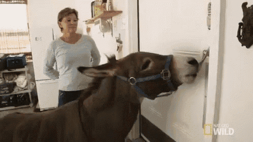 Allow Me To Get The Door For You, My Lady. GIF - Nat Geo Nat Geo Gi Fs Unlikely Animal Friends GIFs