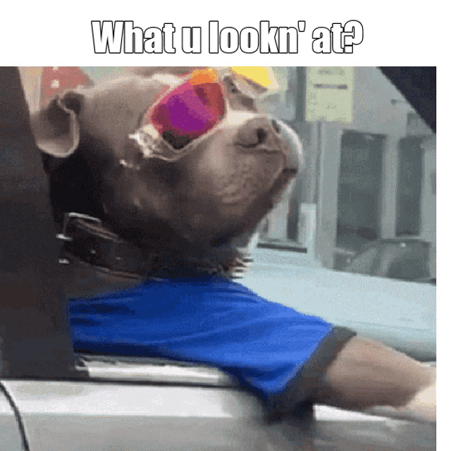 a dog wearing sunglasses and a blue shirt is sitting in a car with the caption what u lookn ' at