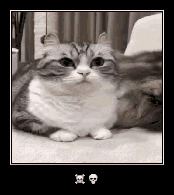 a cat is laying on a couch and looking at the camera with a skull and crossbones on it .