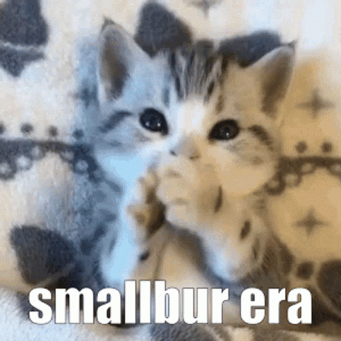 Agere Cat GIF - Agere Cat Kitty GIFs