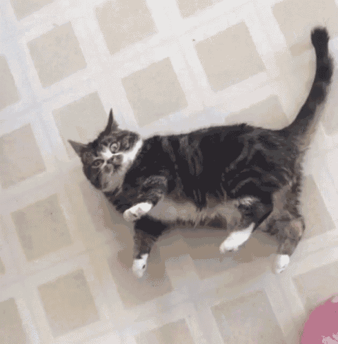 Funny Cat GIF - Funny Cat Animal GIFs