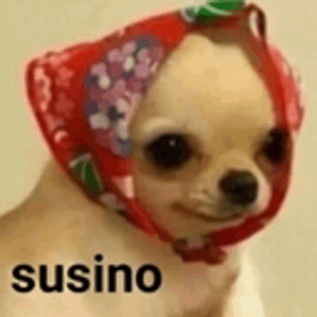 a small dog is wearing a red head scarf .