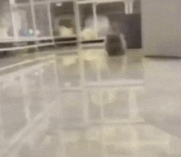 a blurred image of a cat standing in a room