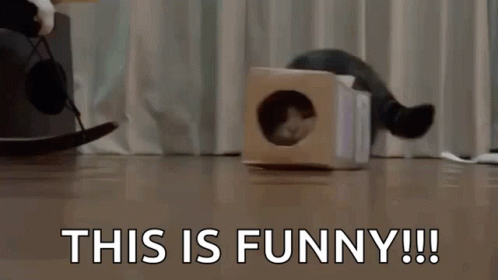 Cats Box GIF - Cats Cat Box GIFs