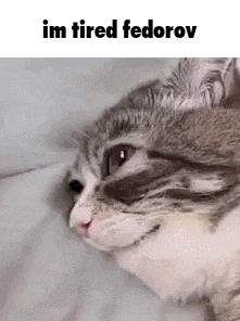 a cat is laying on a bed and looking at the camera .
