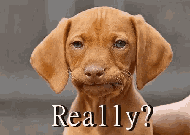 a brown puppy is being held in someone 's hand and says " really "