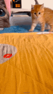 a kitten is walking on a bed next to a cat and a blanket with a kiss on it