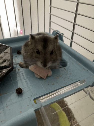 Hamster Manger GIF - Hamster Manger Jambon GIFs