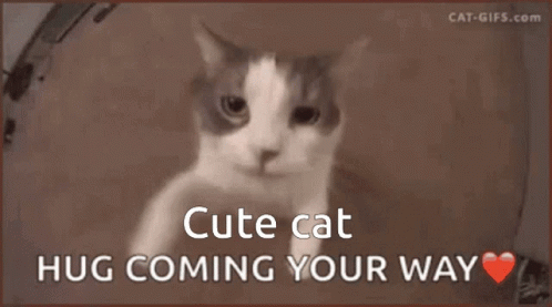 Cat Hug GIF - Cat Hug Cute Cat GIFs