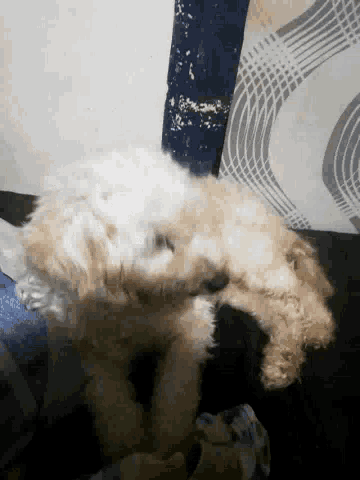 a small dog is laying on a bed with its paws up