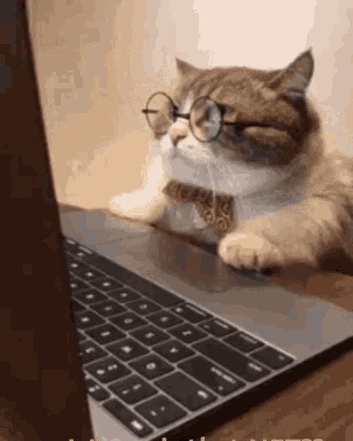 a cat wearing glasses and a bow tie is laying in front of a laptop