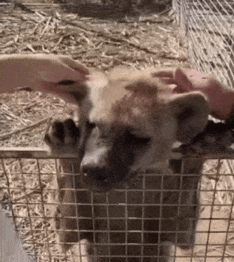 a person is petting a hyena in a cage with their hands .