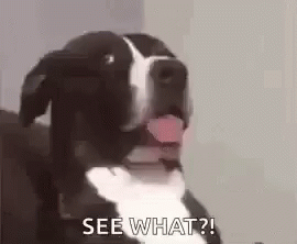 See What Dog GIF - See What Dog What You Say GIFs