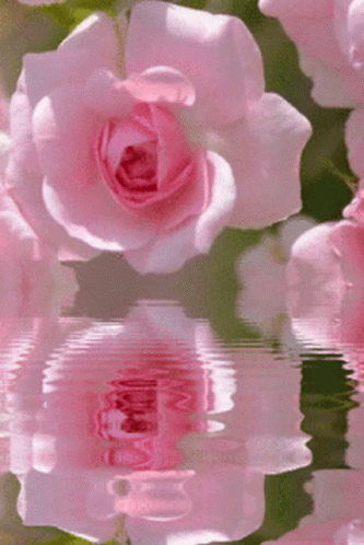 Ra575 Pinks GIF - Ra575 Pinks Flower Pink GIFs