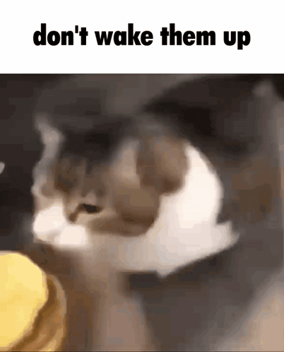 a cat is looking at a pancake with the words " don 't wake them up " above it