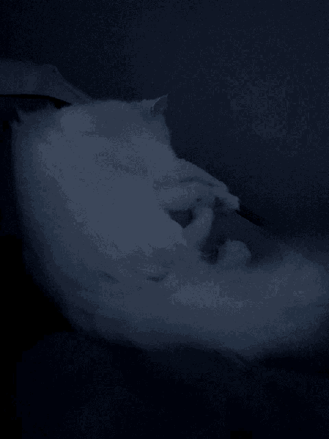 a white cat laying down in a dark room with a dark background