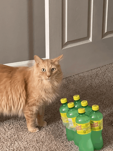 Cat Stare Cat Meme GIF - Cat Stare Cat Cat Meme GIFs