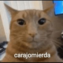 a close up of a cat 's face with the words carajomierda written on it .
