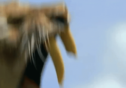 Walking With Beasts Smilodon GIF - Walking With Beasts Smilodon Saber Tooth Tiger GIFs