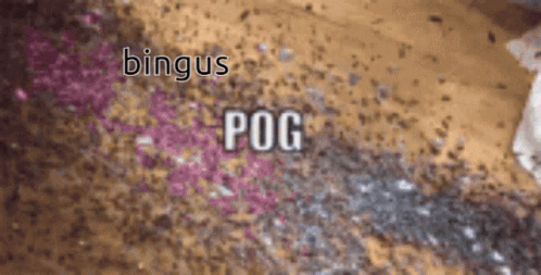 Bingus Pog GIF - Bingus Pog GIFs