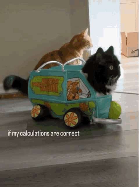 Cat Calculations GIF - Cat Calculations 88mph GIFs