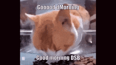 Dsb Goodmorning GIF - Dsb Goodmorning Goood GIFs