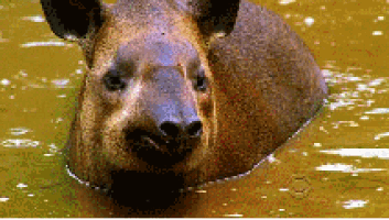a brown animal is swimming in a body of water