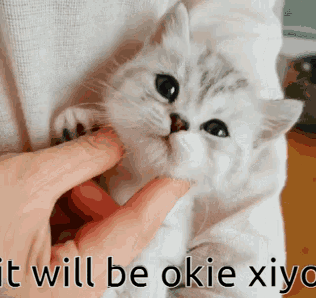 Xiyo Kitty Xiyo GIF - Xiyo Kitty Xiyo Miyo GIFs