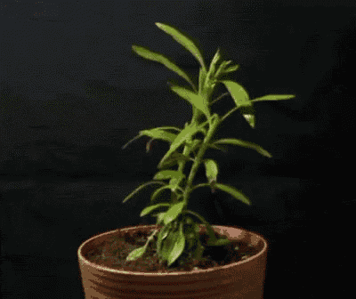a plant in a pot with a black background is growing