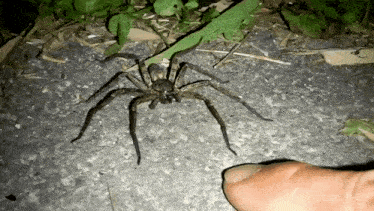 a spider is sitting on the ground next to a person 's finger with the date 04 on it