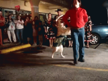 The Merengue Dance Of The Dog GIF - Dog Merengue Gold Retriever GIFs