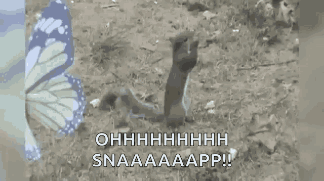 Funny Animals Squirrel GIF - Funny Animals Squirrel Love GIFs