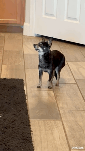 Dog Looking For Scraps GIF - Dog Looking For Scraps GIFs