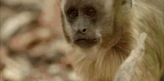 Monkey Smiles GIF - Monkey Smiles Wildlife GIFs