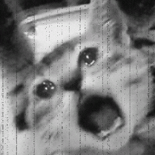 a black and white photo of a cat 's face with a lot of dots on it