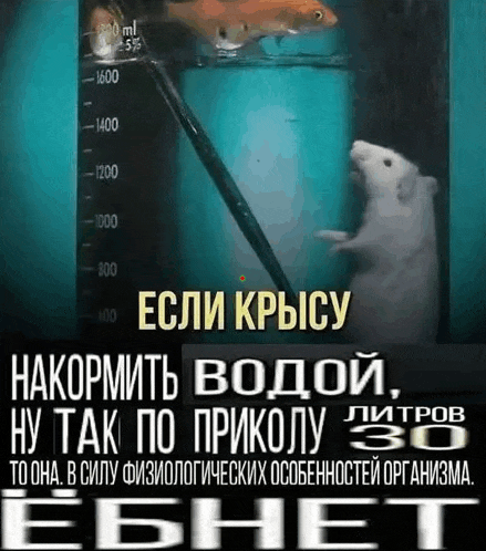 a white mouse is standing in front of a beaker of water with fish in it .