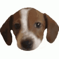 a brown and white dog is looking at the camera .