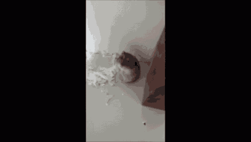 a hamster is sitting on a table next to a person 's hand .
