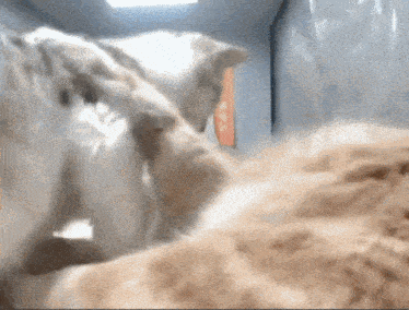 a dog and a cat are playing in a room