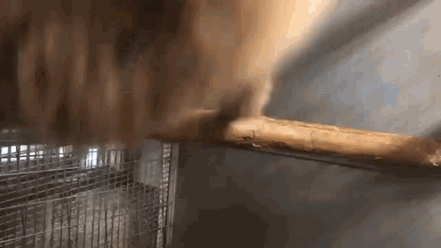 a close up of a dog standing on a wooden stick in a cage .