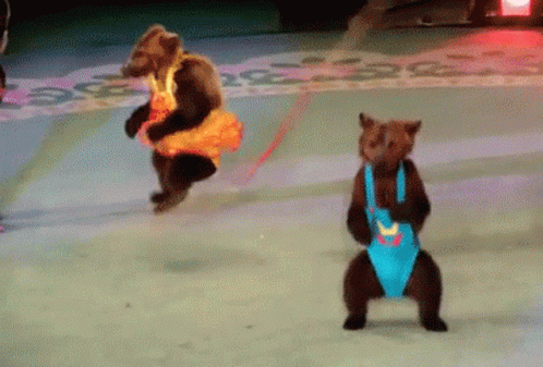 Dancing Bears GIF - Dancing Bears GIFs