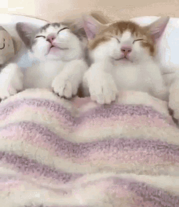 Kittens Sleeping GIF - Kittens Sleeping Good Night GIFs