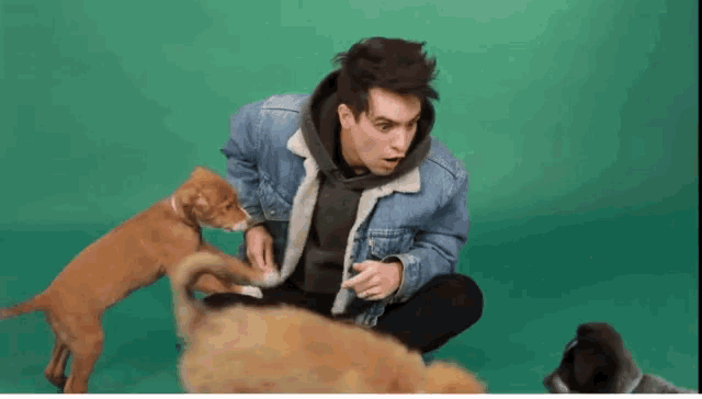 a man in a denim jacket is playing with two dogs on a green background