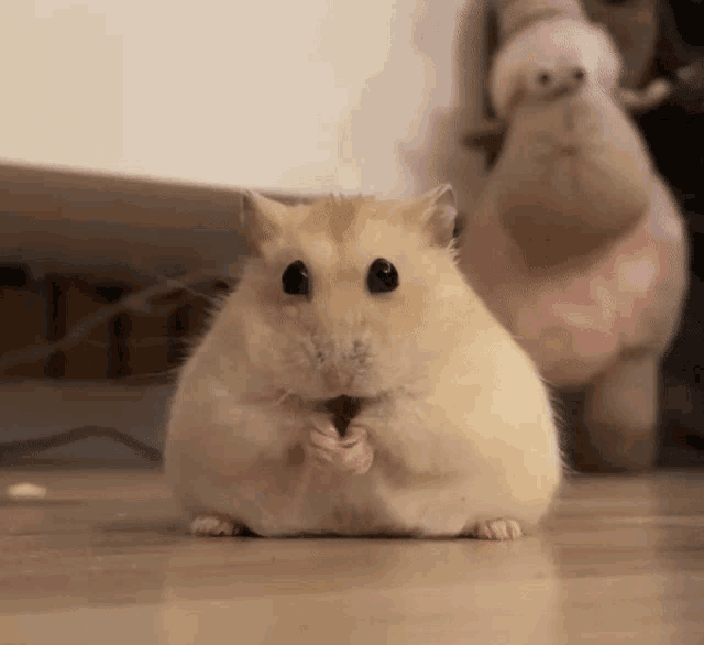 a hamster is eating a nut on the floor and looking at the camera