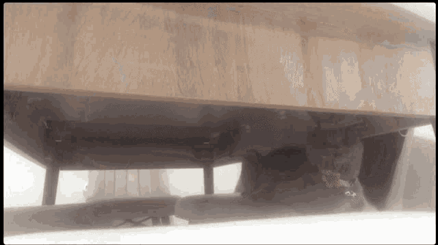 a cat is sitting under a table with a collar on