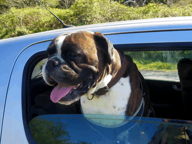 a brown and white dog sticking its head out of the window of a car