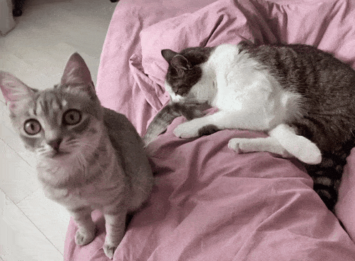 two cats are laying on a pink blanket