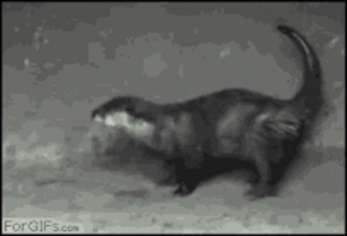 Otter Kick GIF - Otter Kick Cute GIFs